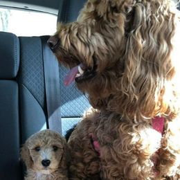 Cavapoos, Cockapoos, Goldendoodles, and Poodles from Jolidoodles