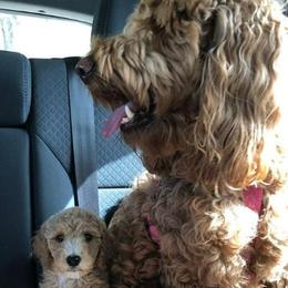 Cavapoos, Cockapoos, Goldendoodles, and Poodles from Jolidoodles