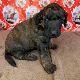 Poodle Puppies from Wonderland Kennel