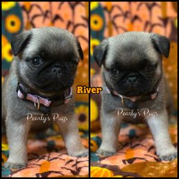 River - Fawn female Pug puppy in Summerville, Georgia from Pearly’s Pugs & Pollywog Poodles
