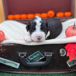 Bingo - Black and white male Bernedoodle puppy in Willacoochee, Georgia from Kitandkboodle's Doodles
