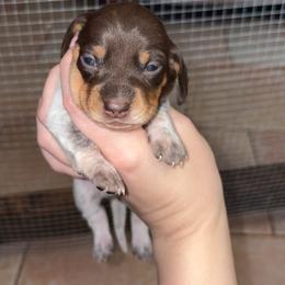 Ralphie - Piebald male Dachshund puppy in Goldthwaite, Texas from Mini Mama Dachshunds