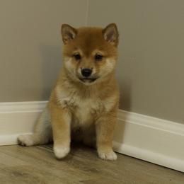 Shiba Inu Puppies from Veronika's Shiba Inus