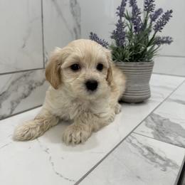Maltipoo Puppies from Maltipoopuppiescalifornia