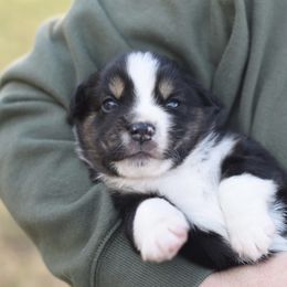 Australian Shepherd, Miniature Australian Shepherd, and Toy Australian Shepherd Puppies from Triple Lake Ranch Miniature Australian Shepherds