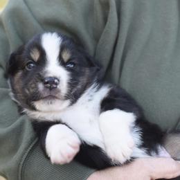 Australian Shepherd, Miniature Australian Shepherd, and Toy Australian Shepherd Puppies from Triple Lake Ranch Miniature Australian Shepherds