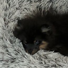 Pomeranian Puppies from Kegler Pomeranians