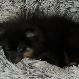 Pomeranian Puppies from Kegler Pomeranians