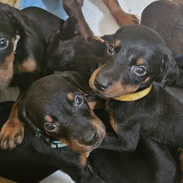 Doberman Pinschers from Liberty Edge Ranch