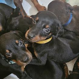 Doberman Pinschers from Liberty Edge Ranch