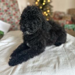Espeon - Black female Goldendoodle puppy in Twin Falls, Idaho from Burrow & Bone