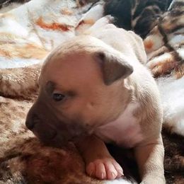 American Pit Bull Terrier Puppies from Kaotic APBTs