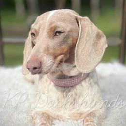 Puddin - Dachshund