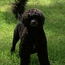 Steamy - Portuguese Water Dog