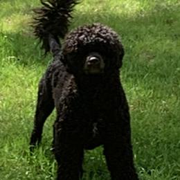 Steamy - Portuguese Water Dog