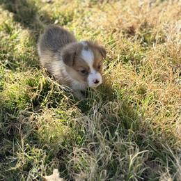 Princess - Red female Pembroke Welsh Corgi puppy in Millsap, Texas from Punchy Pembroke Ranch
