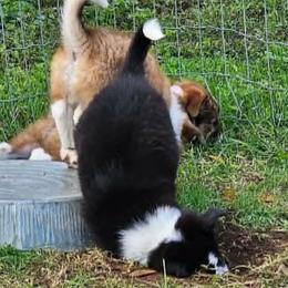 Old Time Scotch Collies and Scottish Collies from Sgàil Scottish Collies
