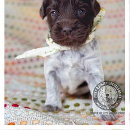 Miss Yellow - Chocolate female Australian Labradoodle puppy in Wake Forest, North Carolina from Lucky Country Labradoodles
