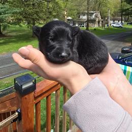 Aeris - Purple - Black female German Shepherd puppy in Pine Bush, New York from Ahnenwätcher GSD