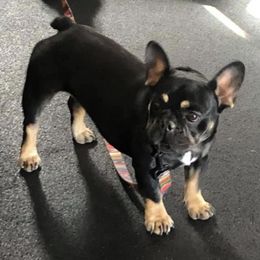 French Bulldogs from Desert Soul Frenchies
