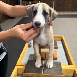 Boy 1 - Fawn male Whippet puppy in Chatfield, Minnesota from Devlynn Whippets