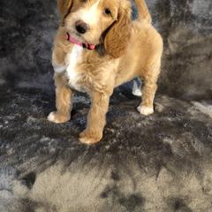 Goldendoodle and Springerdoodle Puppies from Springerdoodles Plus AZ