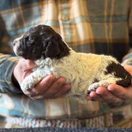 Girl 2 - Brown roan female Lagotto Romagnolo puppy in Sugar Valley, Georgia from Pinnacle Farm and Kennel