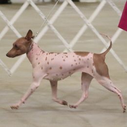 Ember - American Hairless Terrier