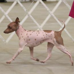Ember - American Hairless Terrier