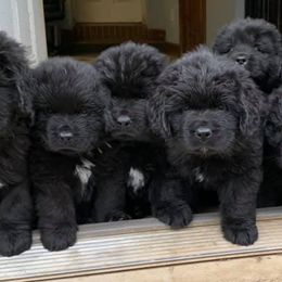 Newfoundlands from Greenwood Newfoundland’s