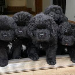 Newfoundlands from Greenwood Newfoundland’s