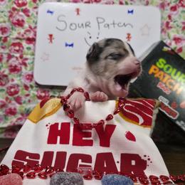 Sour Patch (2500) - Blue merle male Chihuahua puppy in Tomball, Texas from Katie's Krew