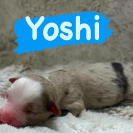 Yoshi - Red merle male Miniature Australian Shepherd puppy in South Central, Pennsylvania from Windy Hills Mini Aussies & Doodles