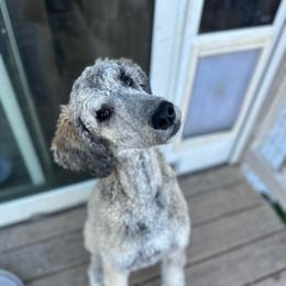 Blair - Brindle female Poodle puppy in Denton, Maryland from Cajun Girl Kennels