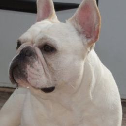 Marc - French Bulldog