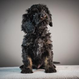 Buck CHRISTMAS DELIVERY - Black and tan male Cavapoo puppy in Caldwell, Idaho from Boise Doodle Co.
