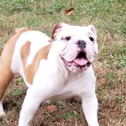 DOTTY - Bulldog