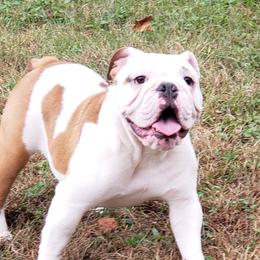 DOTTY - Bulldog