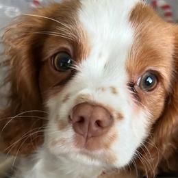 Cavalier King Charles Spaniels from Cavaliers of the 9 scared woods