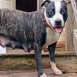 Shilo - American Staffordshire Terrier