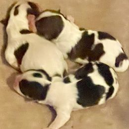 Biewer Terrier puppies from Caroline's Biewer Terriers