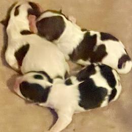 Biewer Terrier puppies from Caroline's Biewer Terriers