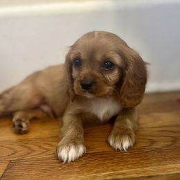 Cavalier King Charles Spaniel Puppies from Sweet Southern Cavaliers