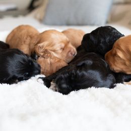 Goldendoodles from Hellodoodlez