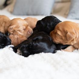 Goldendoodles from Hellodoodlez