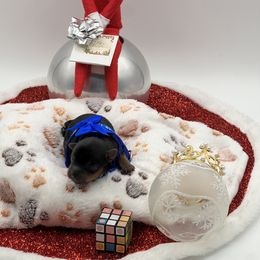 Blue boy - Black and tan male Yorkshire Terrier puppy in Las Vegas, Nevada from Lala’s Pups