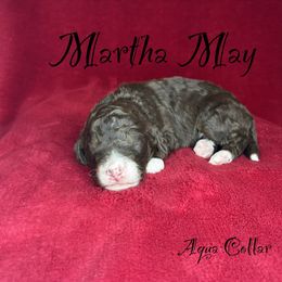 Martha May - Tri-color female Bernedoodle puppy in Gentry, Arkansas from WWBar Bernedoodles