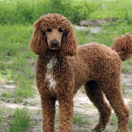 Qavah - Poodle
