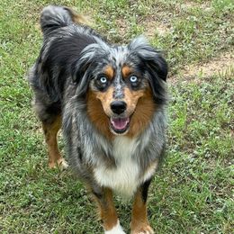 Hazer - Miniature Australian Shepherd