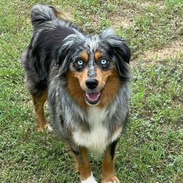 Hazer - Miniature Australian Shepherd
